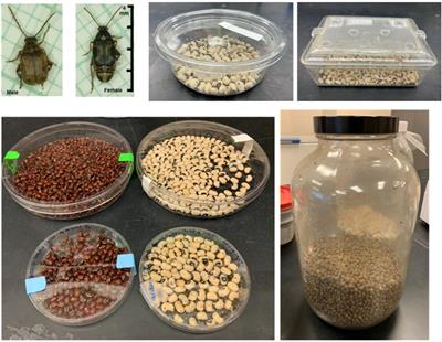 The Bean Beetle Microbiome Project: A Course-Based Undergraduate Research Experience in Microbiology